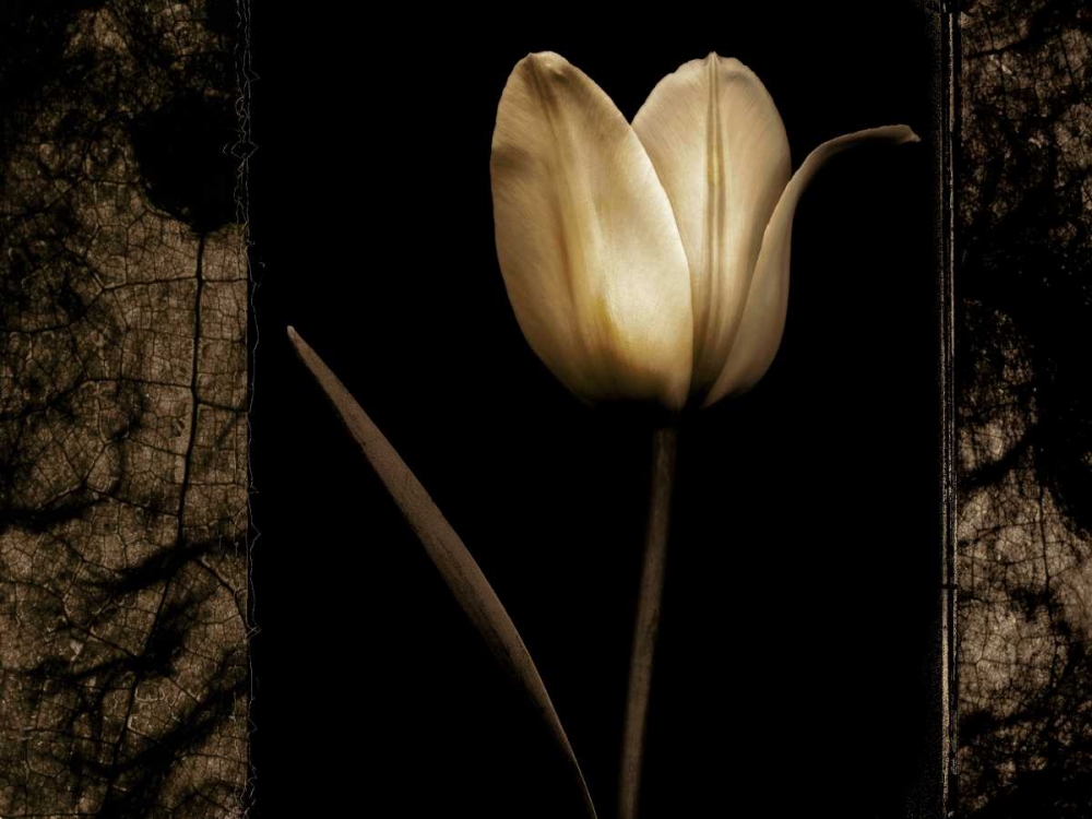 White Tulipa I art print by Rick Filler for $57.95 CAD
