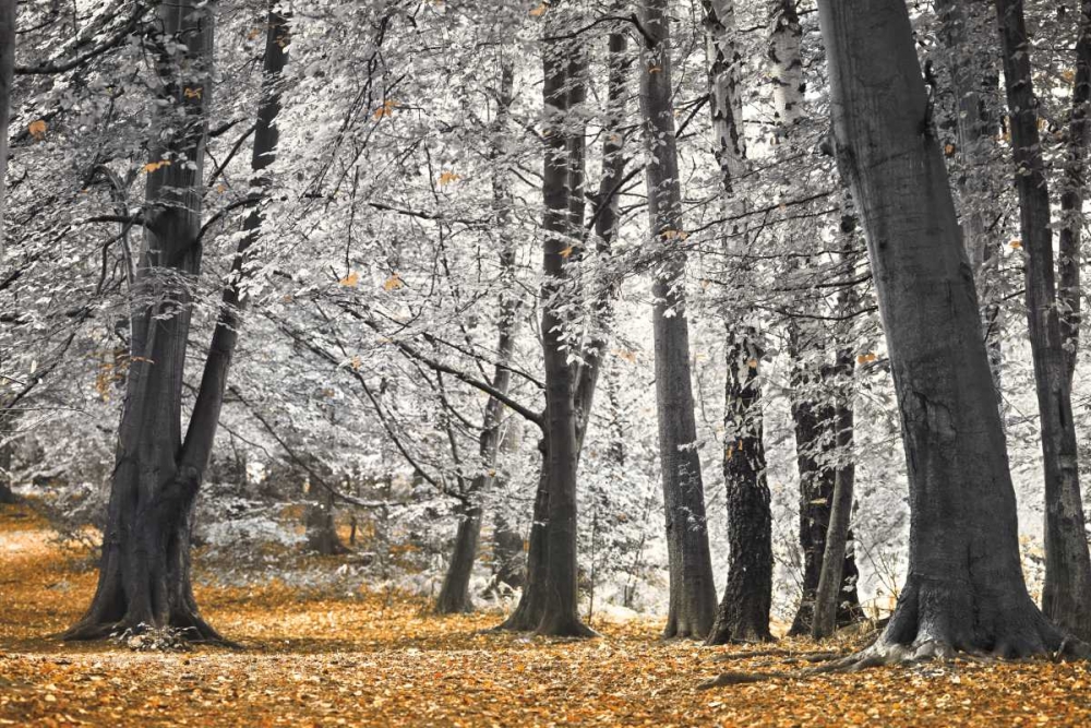 Autumn Tress and Leaves art print by Assaf Frank for $57.95 CAD