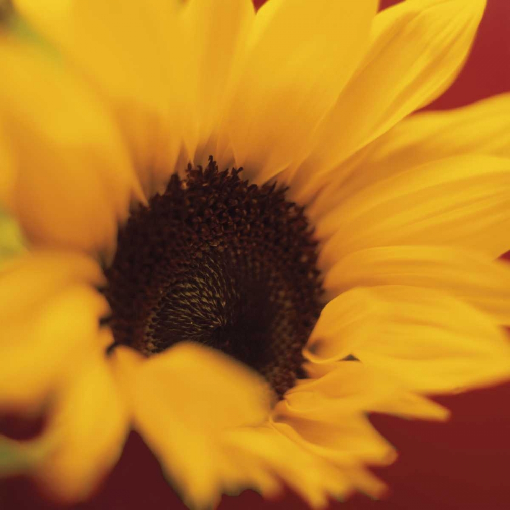 Sunflower on Red art print by Jane-Ann Butler for $57.95 CAD