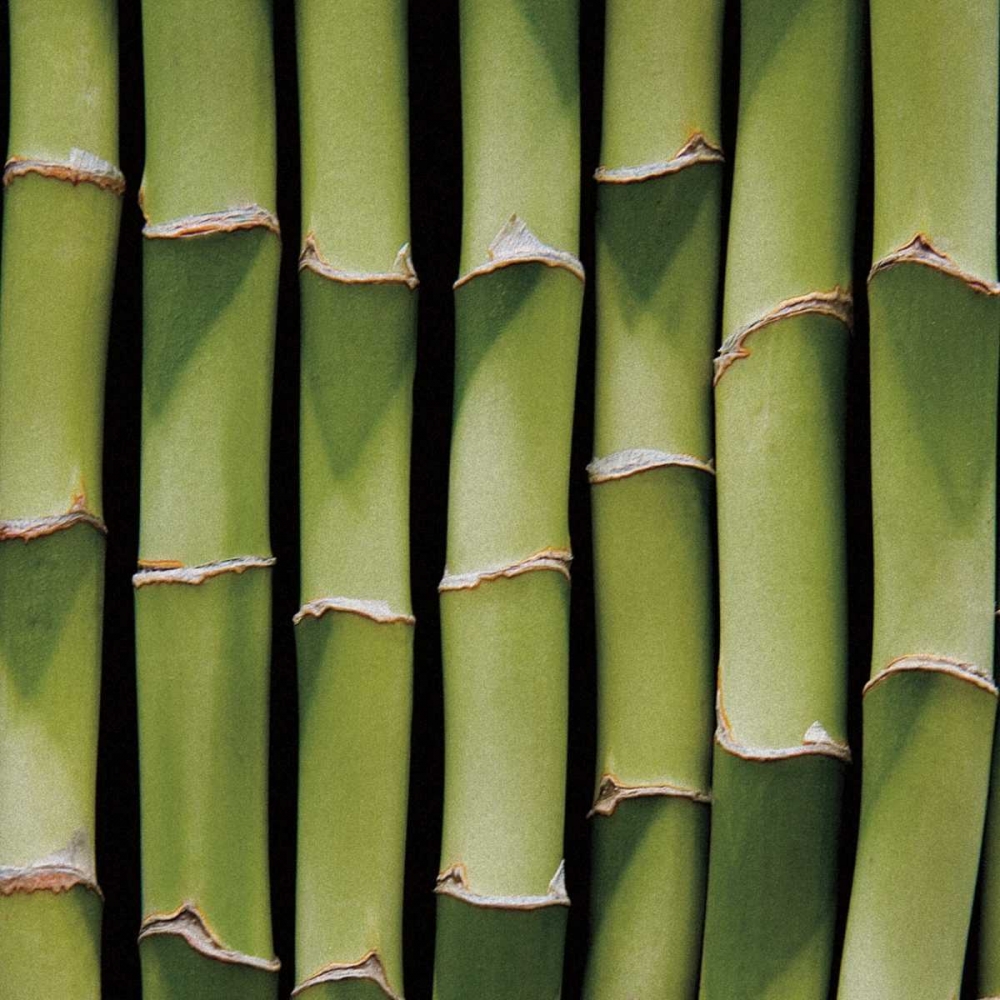 Bamboo Lengths art print by Jeff/Boyce Maihara/Watt for $57.95 CAD