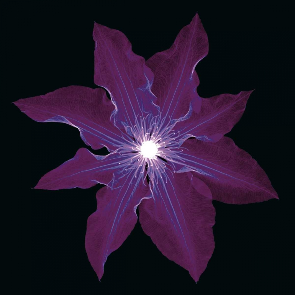 Clematis art print by Jim Wehtje for $57.95 CAD