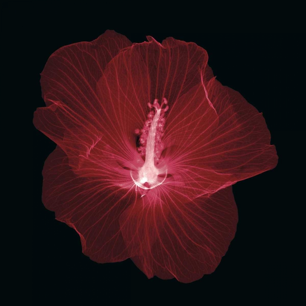Hibiscus art print by Jim Wehtje for $57.95 CAD