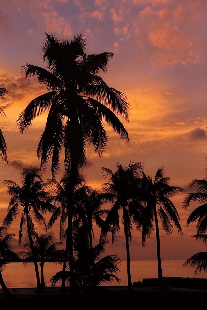 Tropical Sunsets C art print by Mike Jones for $57.95 CAD