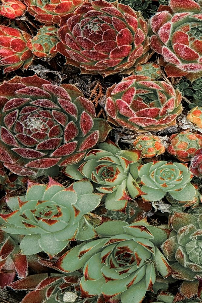 Succulent Collection I art print by Dennis Frates for $57.95 CAD
