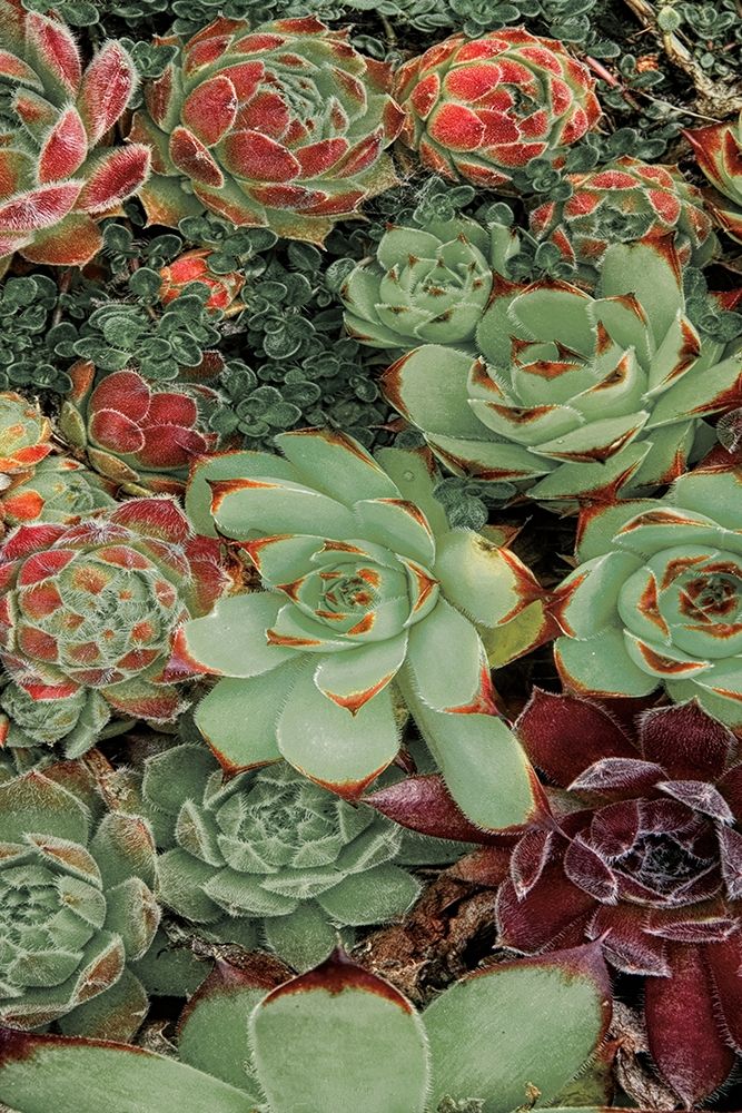 Succulent Collection II art print by Dennis Frates for $57.95 CAD