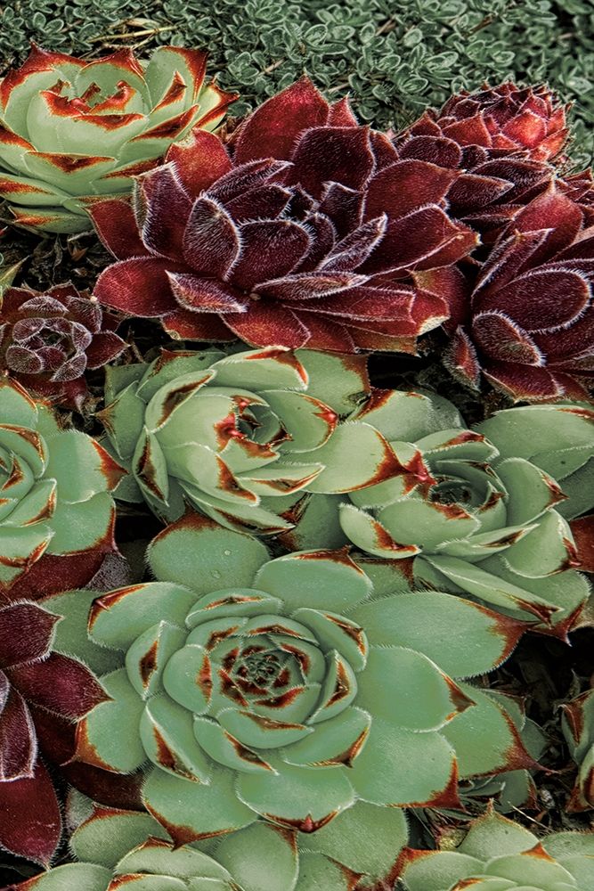 Succulent Collection III art print by Dennis Frates for $57.95 CAD
