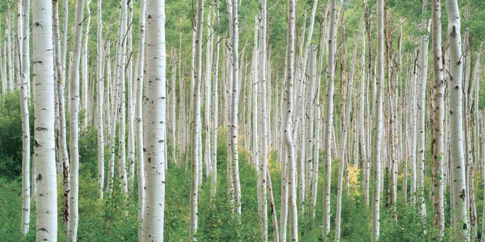Early Autumn Aspens art print by Dennis Frates for $57.95 CAD