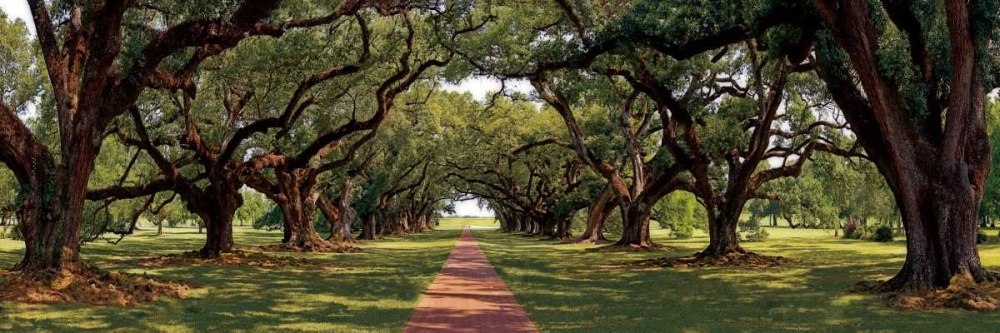 Enchanted Oaks art print by Mike Jones for $57.95 CAD