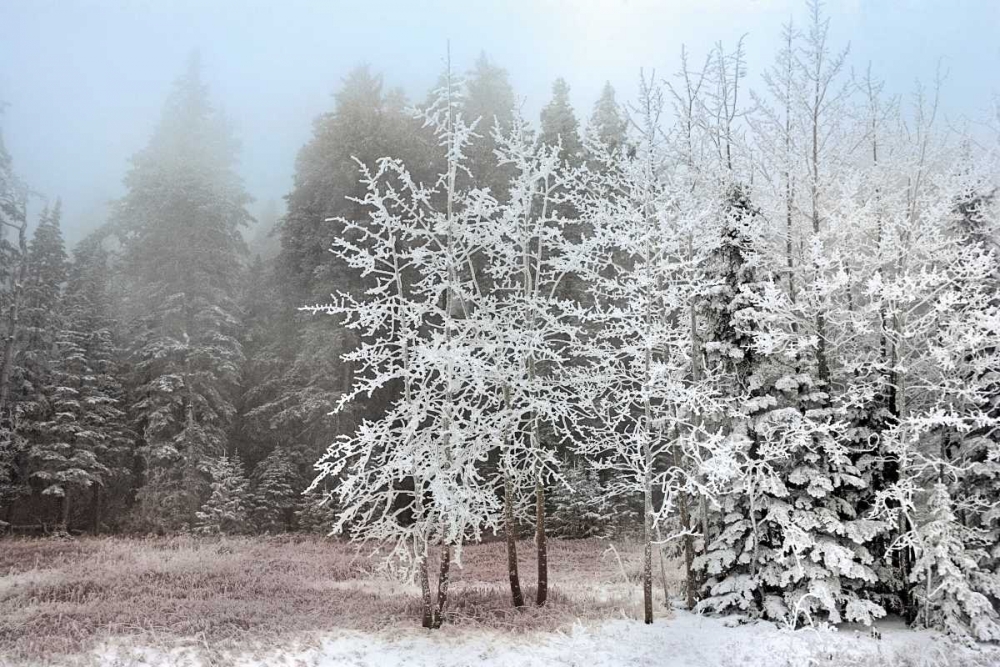 Frosty Morning art print by Mike Jones for $57.95 CAD