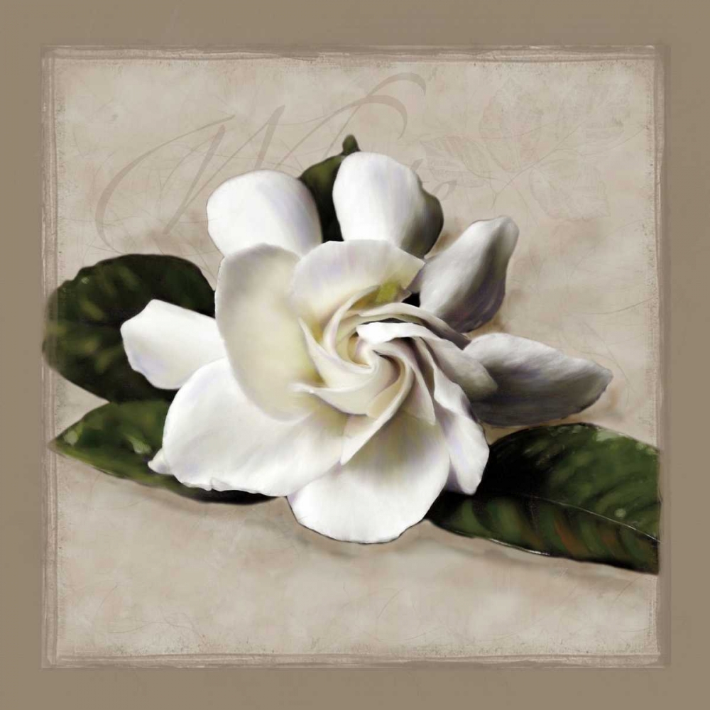 Botanical Gardenia art print by Janel Pahl for $57.95 CAD