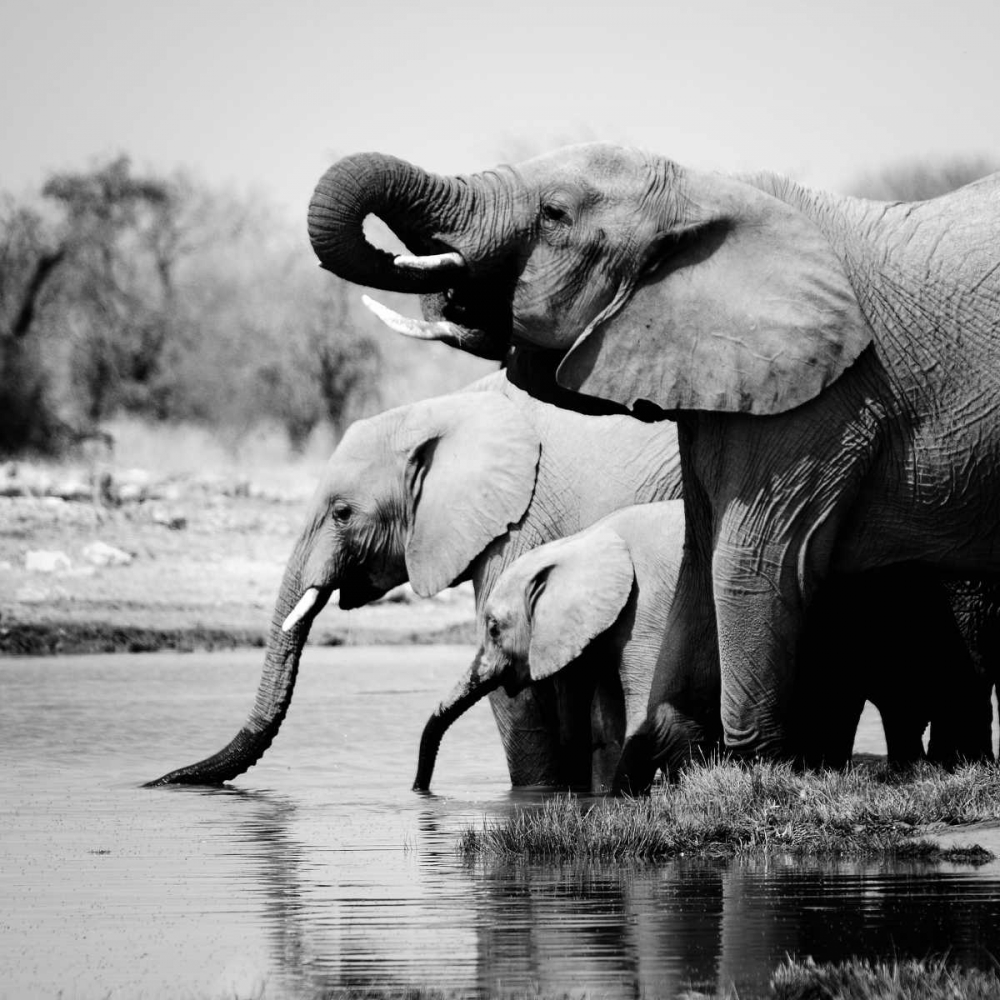 Namibia Elephants art print by Nina Papiorek for $57.95 CAD