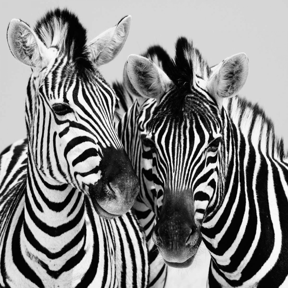 Namibia Zebras art print by Nina Papiorek for $57.95 CAD