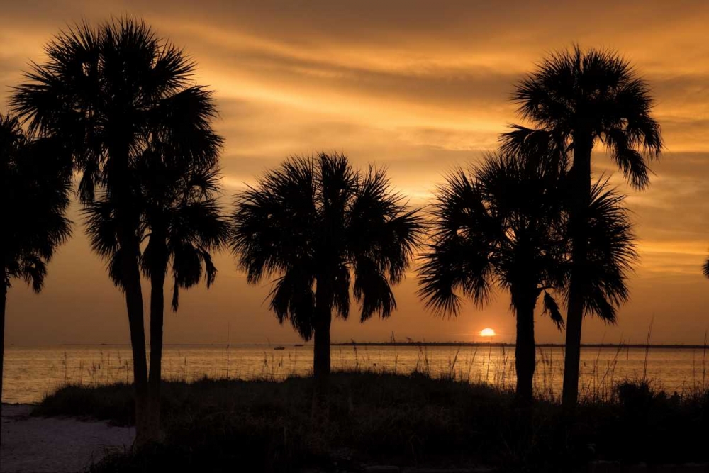 Tropical Park Sunset art print by Mike Jones for $57.95 CAD