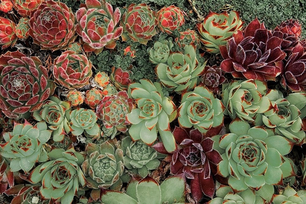 Succulent Collection art print by Dennis Frates for $57.95 CAD