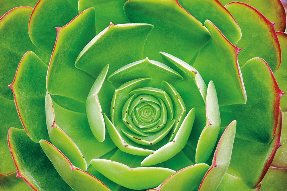 Red Trim Succulent II art print by Dennis Frates for $57.95 CAD