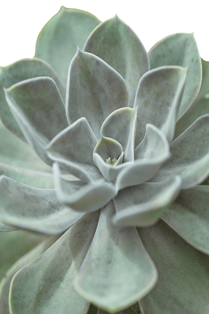 Echeveria art print by Assaf Frank for $57.95 CAD