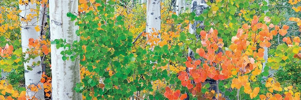 Forest Colors art print by Dennis Frates for $57.95 CAD