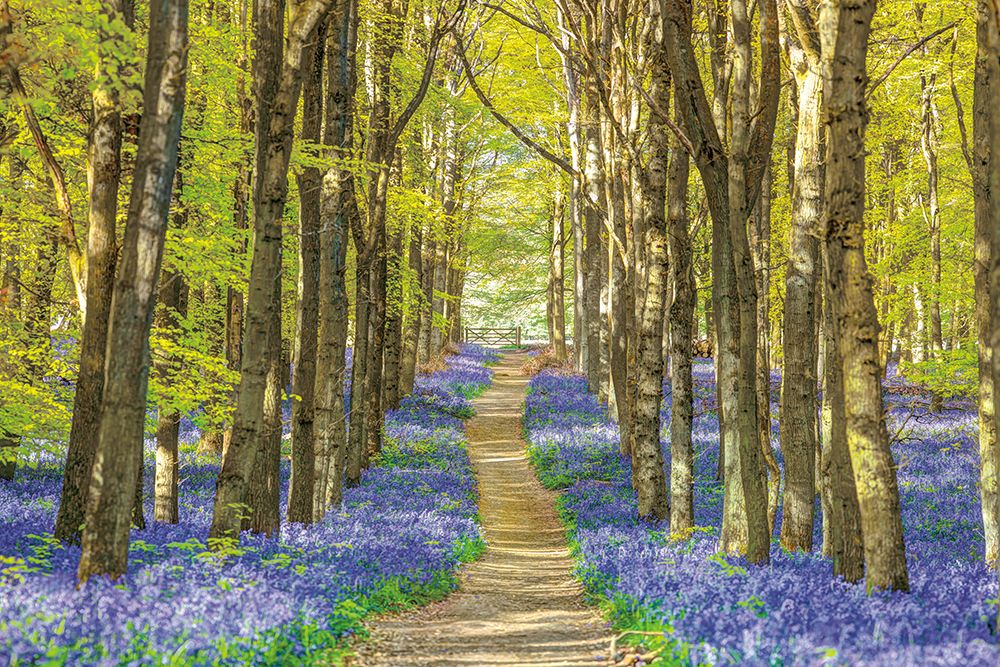Forest Bluebells art print by Assaf Frank for $57.95 CAD