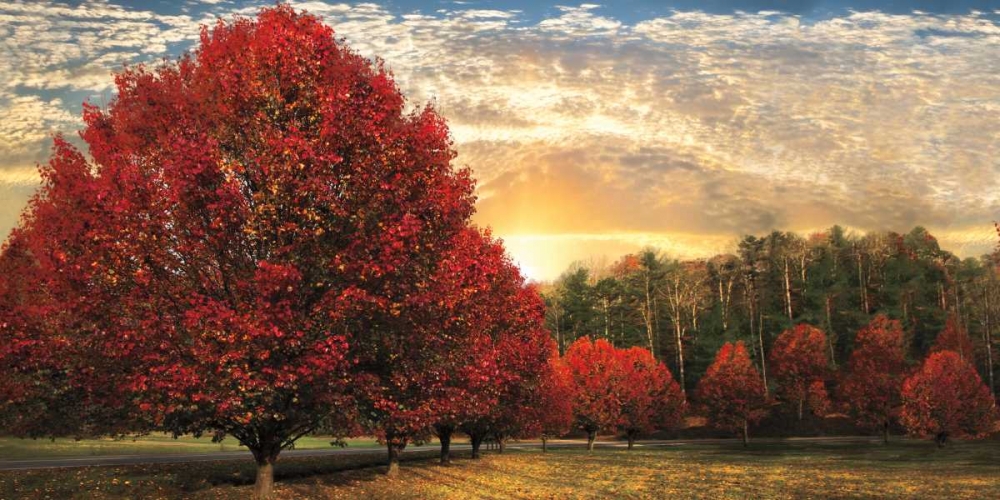 Crimson Trees art print by Celebrate Life Gallery for $57.95 CAD