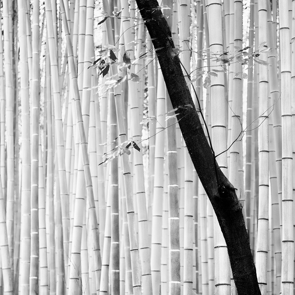 Bamboo Forest art print by Alexandre Manuel for $57.95 CAD