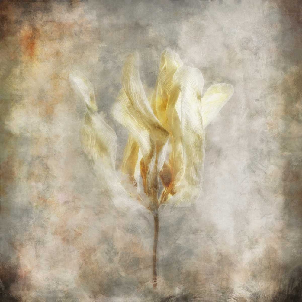 Sepia Bloom I art print by John Bingham for $57.95 CAD