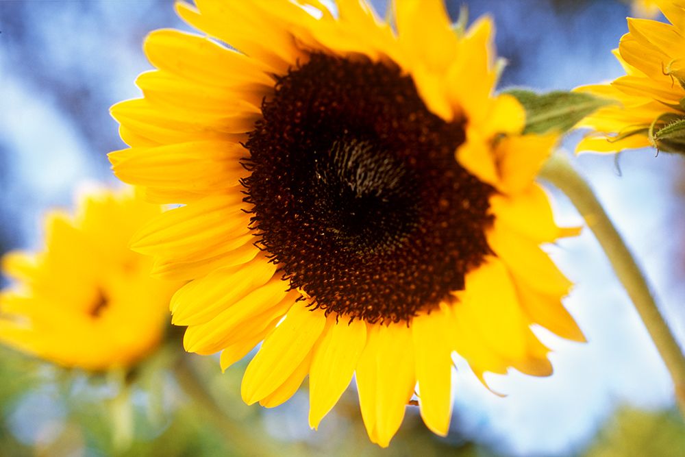 Sunshine art print by Karina Connolly for $57.95 CAD