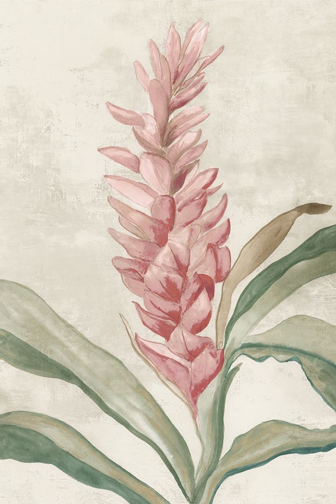 Pink Ginger I art print by Jacob Q for $57.95 CAD