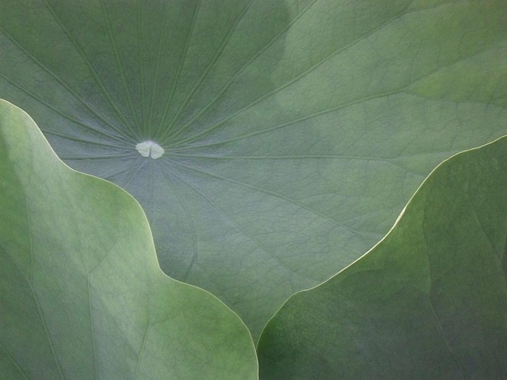 Lotus Leaves art print by Jim Christensen for $57.95 CAD