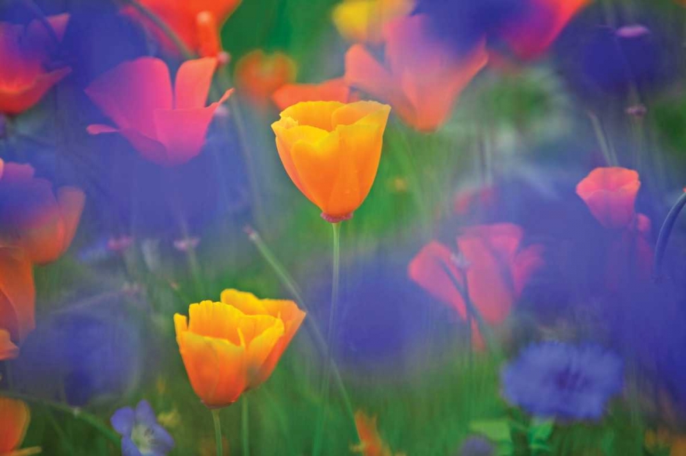 Tulipia art print by Dennis Frates for $57.95 CAD