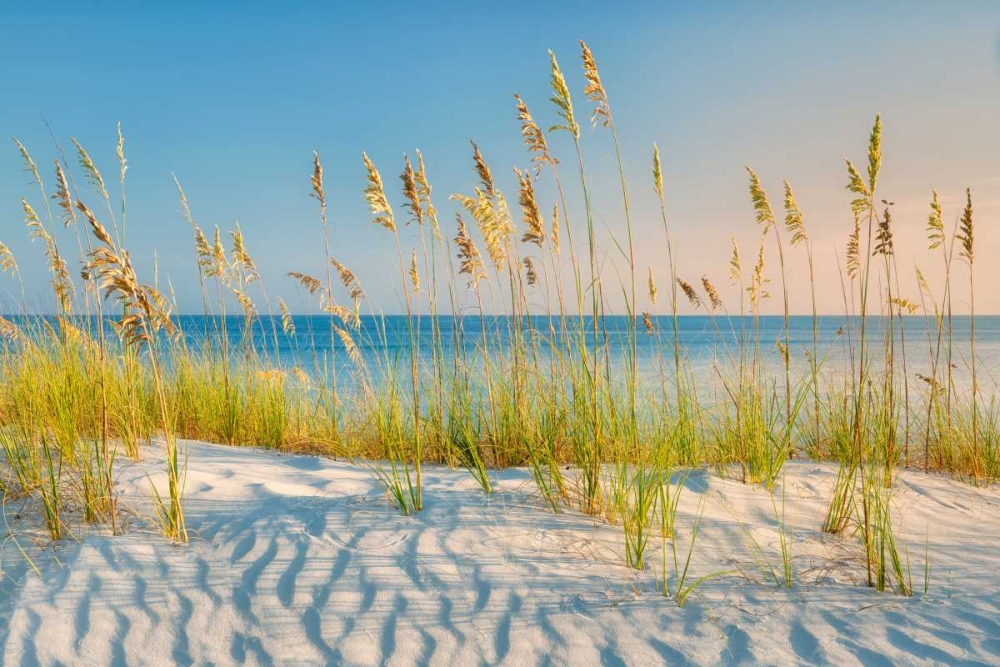 Sea Oats art print by Dennis Frates for $57.95 CAD