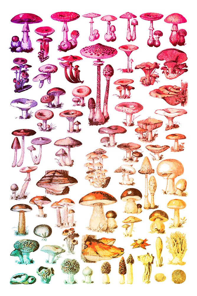 Rainbow Forest Mushrooms art print by Sarah Leonard for $57.95 CAD