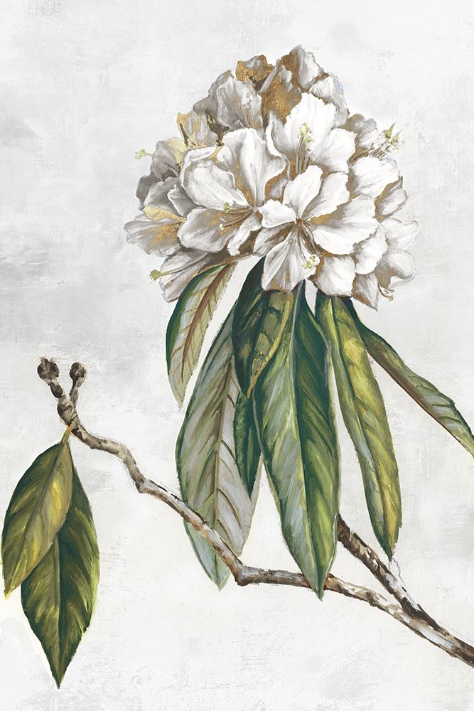Pearly Beauty II art print by Eva Watts for $57.95 CAD