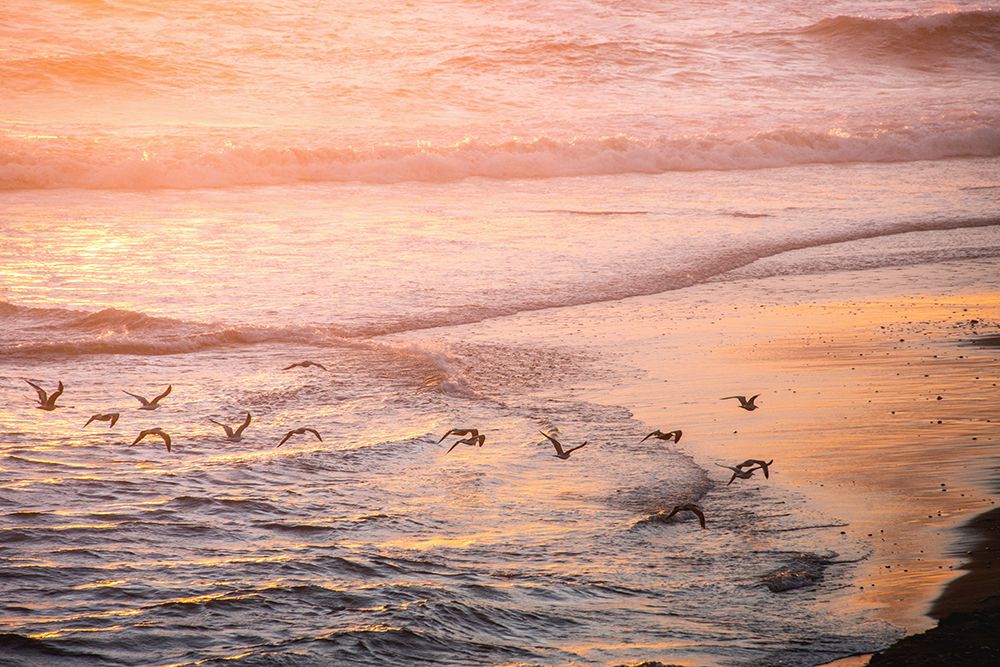 Ocean Beach and Sunset Seagulls art print by Nature Magick for $57.95 CAD