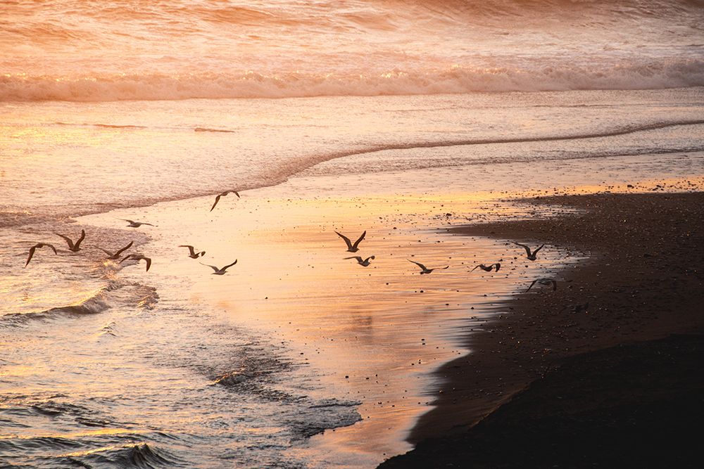 Sunset Seagulls and Pacific Ocean II art print by Nature Magick for $57.95 CAD