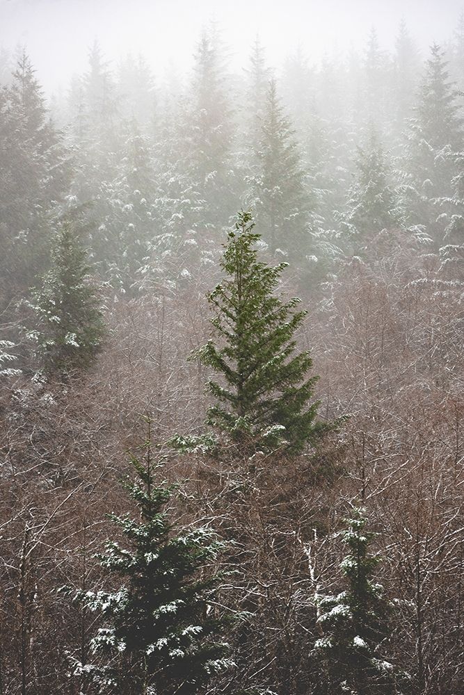 Forest Fog Winter Snow art print by Nature Magick  for $57.95 CAD