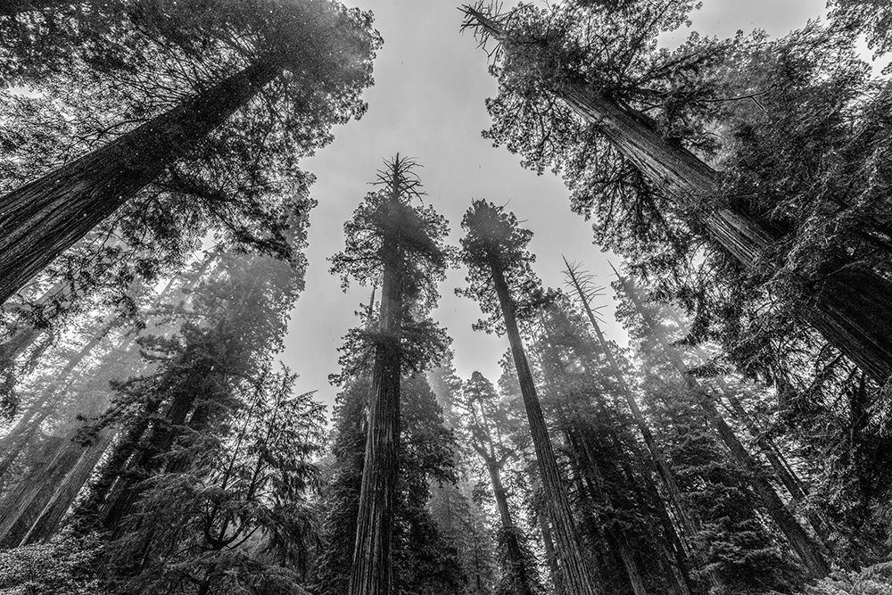 Sequoia Tree Forest Sky Black and White art print by Nature Magick for $57.95 CAD