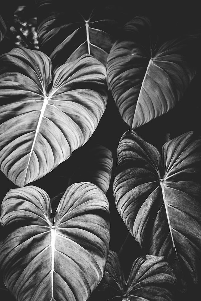 Monstera Leaves Jungle Black and White Tropical art print by Nature Magick for $57.95 CAD