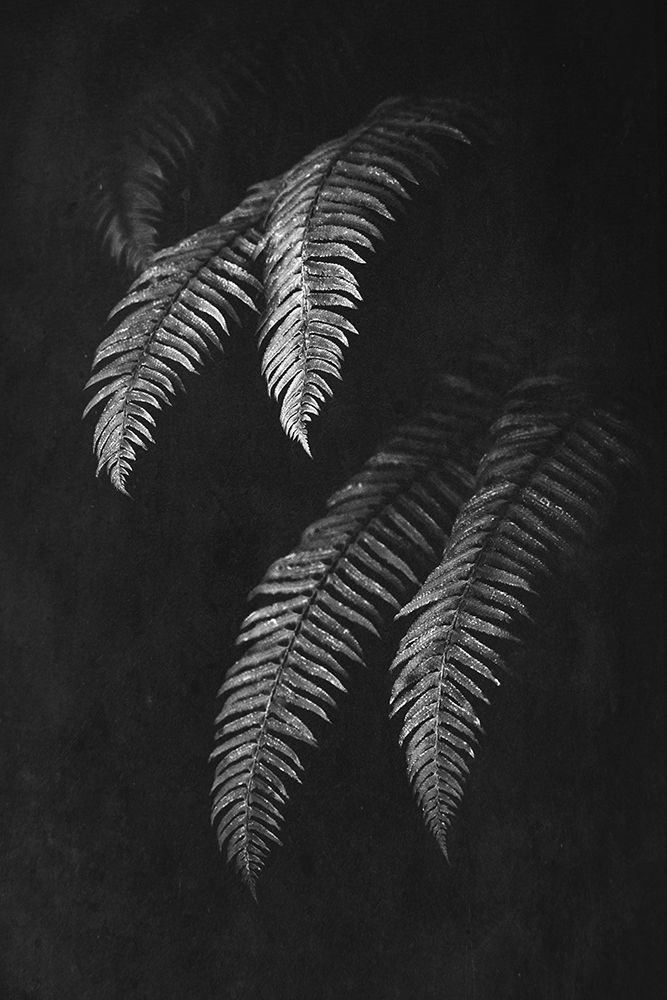 Black and White Forest Ferns II art print by Nature Magick for $57.95 CAD