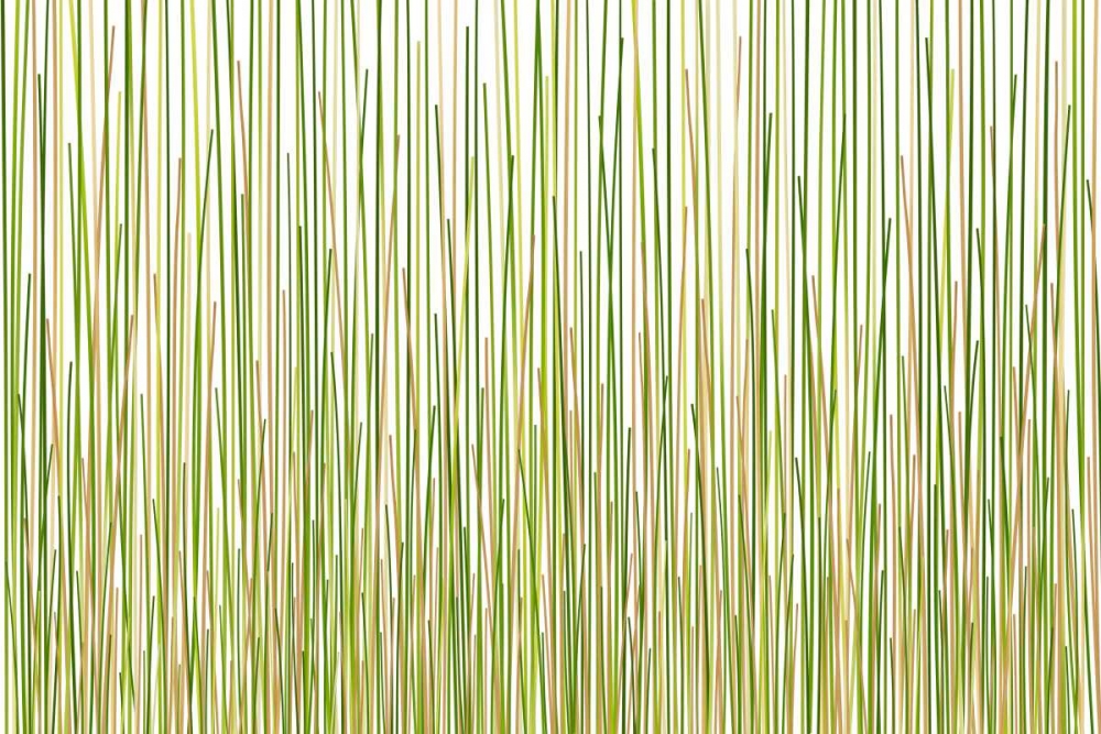 Grass Curtain art print by Terra Jungle for $57.95 CAD