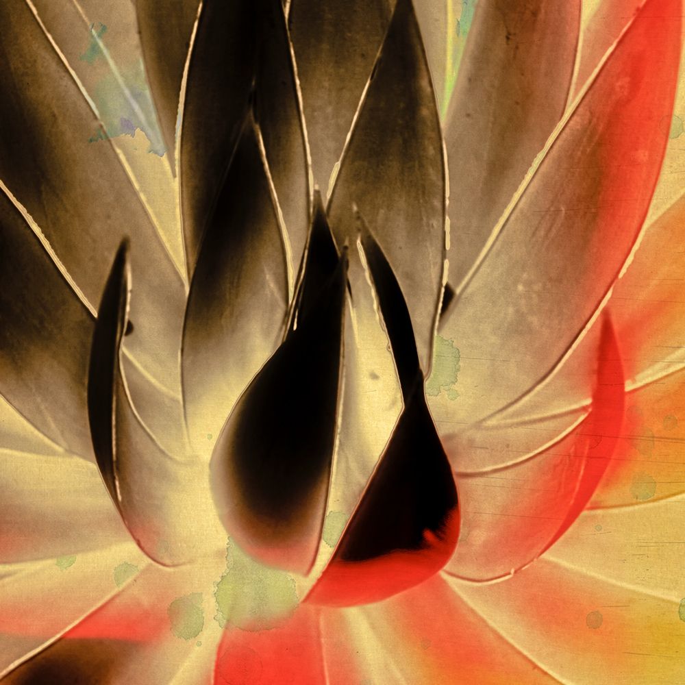 Aloe in the Sun III art print by Ryan Hartson-Weddle for $57.95 CAD