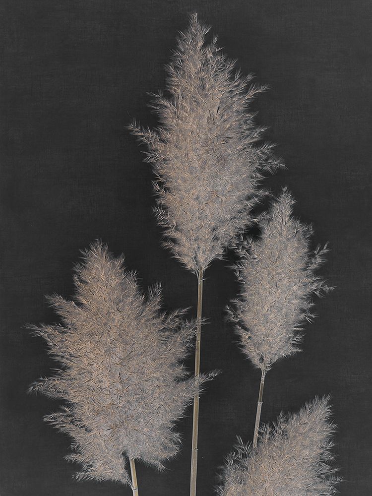 Midnight Pampas Grass I  art print by Dan Singh for $57.95 CAD