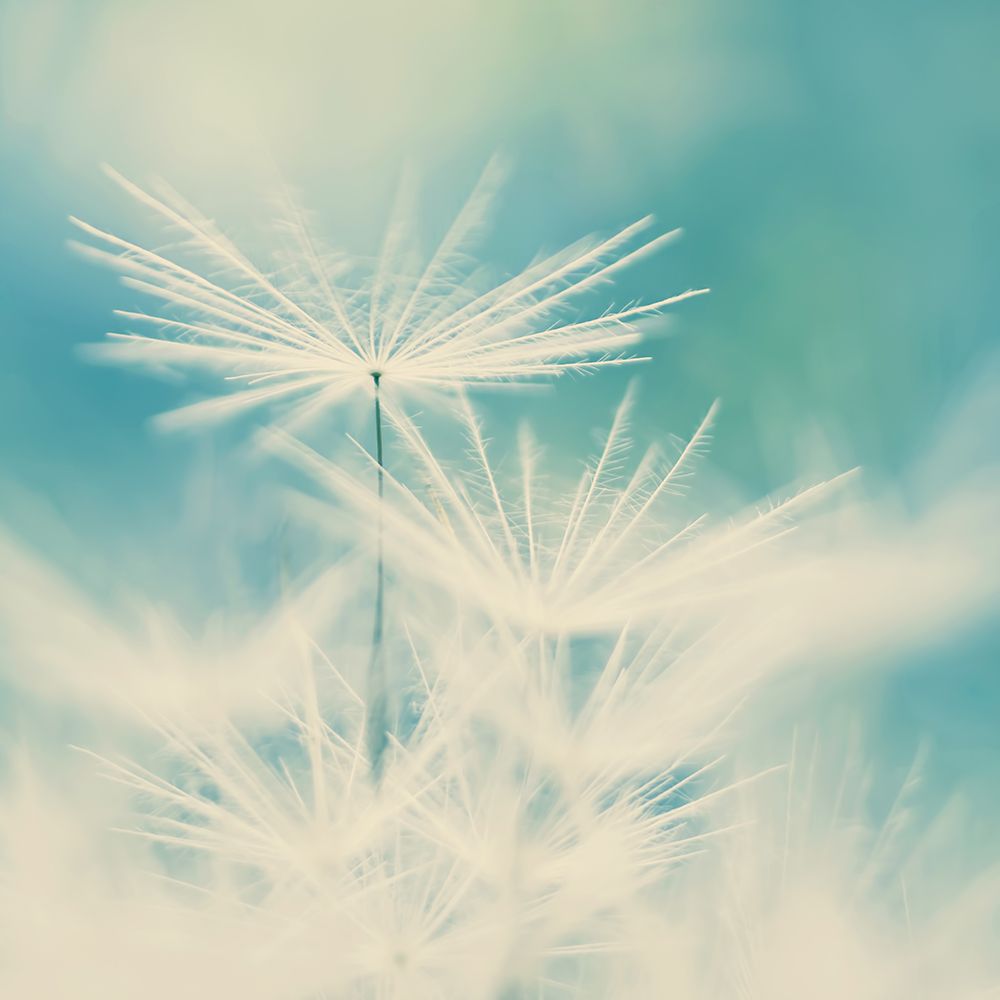 Fluff art print by Ingrid Beddoes for $57.95 CAD
