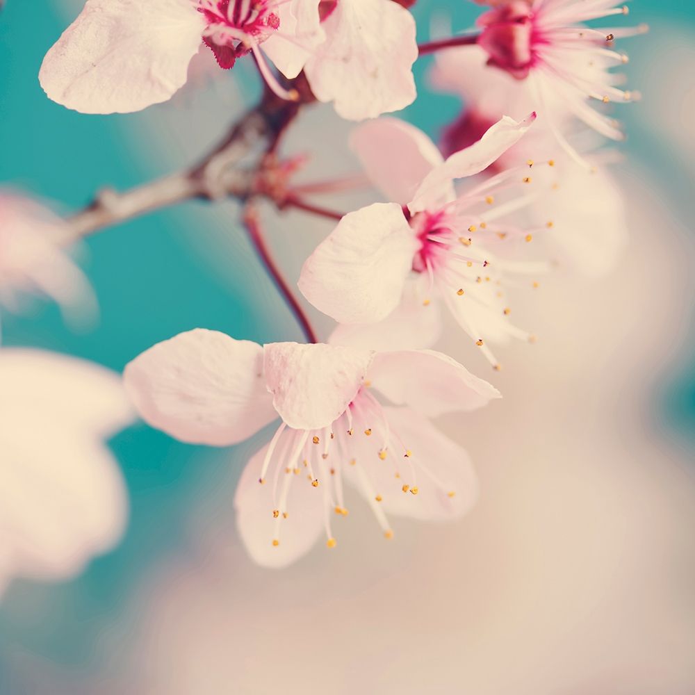 Spring blossoms art print by Ingrid Beddoes for $57.95 CAD