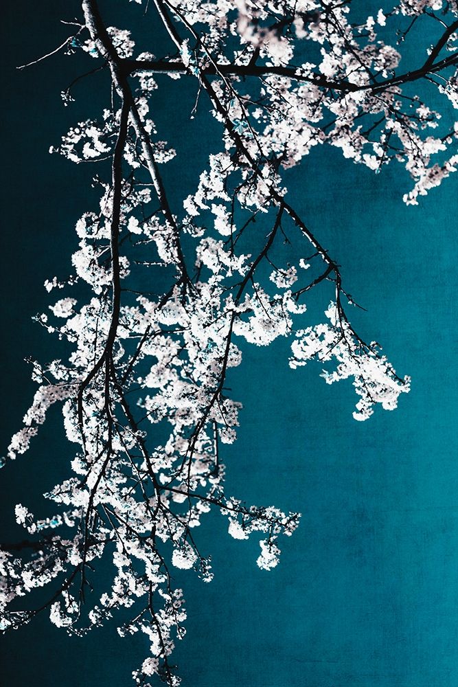 White Blossoms art print by Ingrid Beddoes for $57.95 CAD