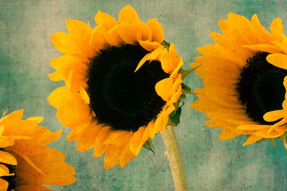 Sunflowers II art print by Judy Stalus for $57.95 CAD