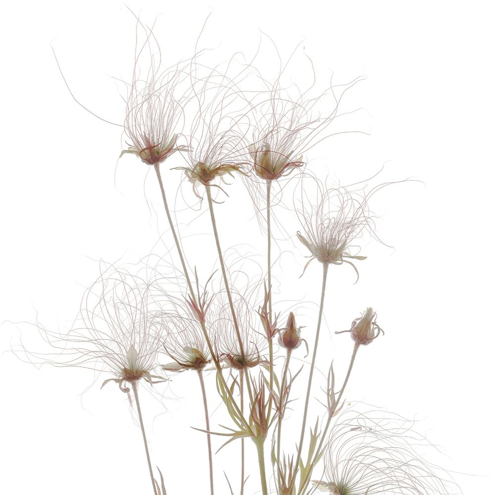 Geum Seed HeadsÂ  art print by Judy Stalus for $57.95 CAD