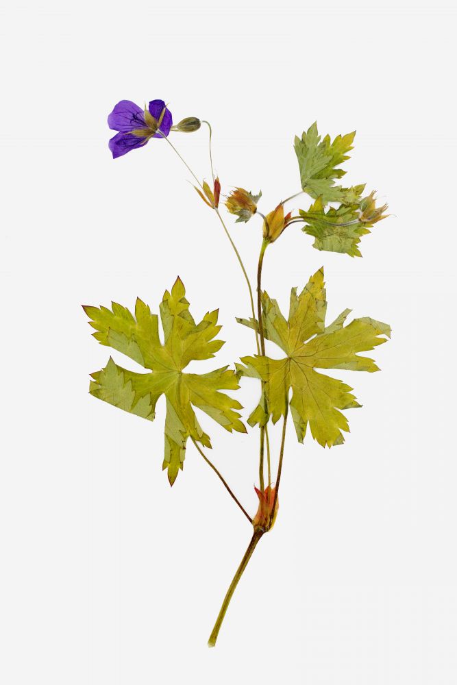 Wild Geranium art print by Judy Stalus for $57.95 CAD