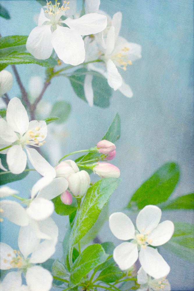 Springtime White Blossoms II art print by Judy Stalus for $57.95 CAD