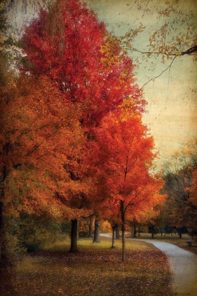 Among the Maples art print by Jessica Jenney for $57.95 CAD