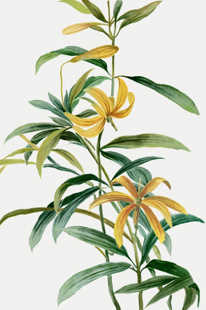 Yellow Tropical Flowers I  art print by Asia Jensen for $57.95 CAD